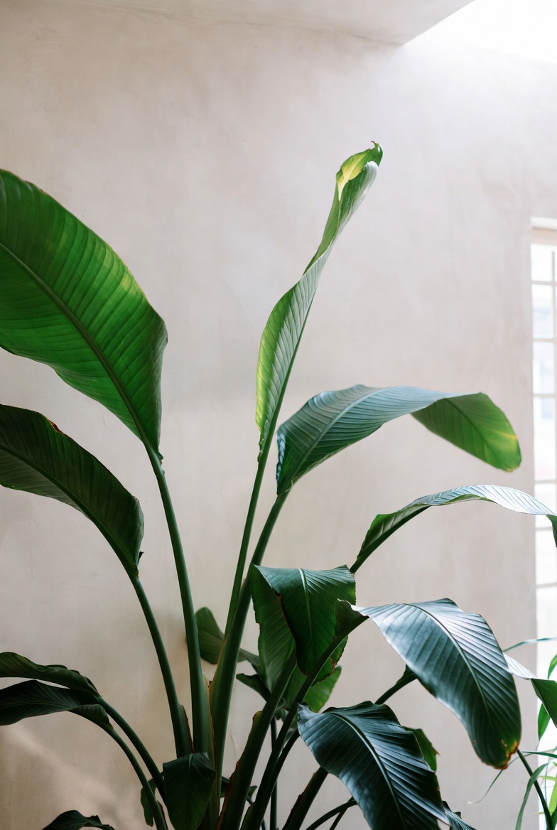Large tropical indoor plant with broad leaves